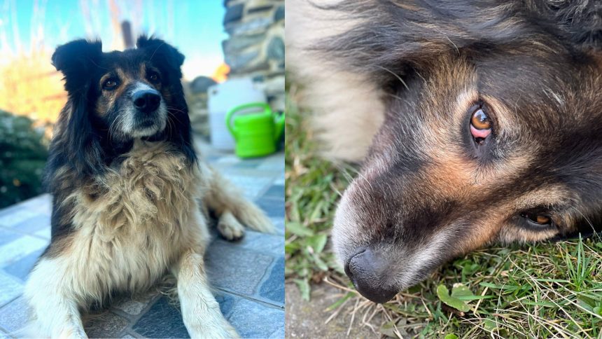 A disparut Nicolae un caine jucaus si prietenos stapanii sunt in disperare si ofera recompensa