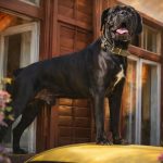 A murit Ares paznicul de la fereastra catelu isi astepta stapanul in fereastra casei din Piata Aurarilor