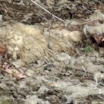 Alerta in Apoldu de Sus piei de ovine abandonate pe camp iar Garda de Mediu a efectuat un control foto