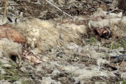 Alerta in Apoldu de Sus piei de ovine abandonate pe camp iar Garda de Mediu a efectuat un control foto