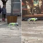 Caine robot pe strazile unui oras din Romania ofera trecatorilor sfaturi utile video