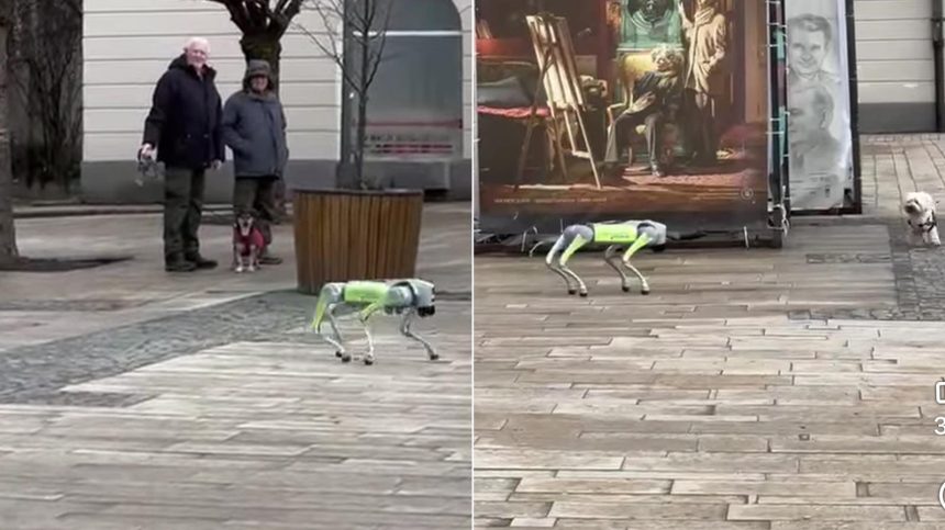 Caine robot pe strazile unui oras din Romania ofera trecatorilor sfaturi utile video