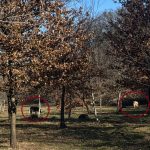 Ci herda de vaci la pascut in Parcul Sub Arini proprietarul va fi sanctionat