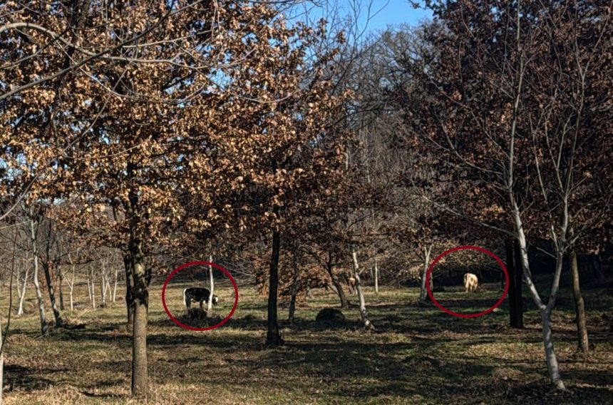 Ci herda de vaci la pascut in Parcul Sub Arini proprietarul va fi sanctionat