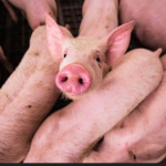 Focar de pesta porcina africana intr un sat din Sibiu 30 de porci vor fi omorati