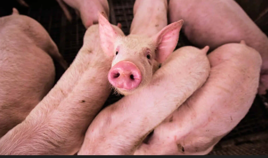 Focar de pesta porcina africana intr un sat din Sibiu 30 de porci vor fi omorati