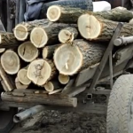 Furt de lemn ca pe vremuri doi tineri din brateiu prinsi cu caruta plina de salcam