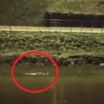 Imagini surprinzatoare la Sibiu un castor mare inoata linistit in plina iarna pe raul Cibin video