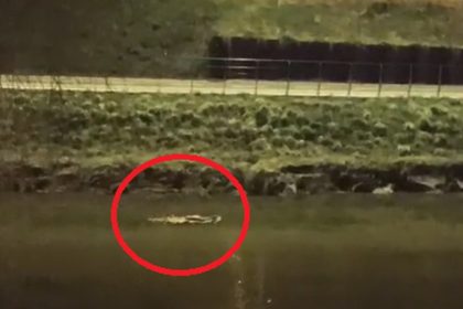 Imagini surprinzatoare la Sibiu un castor mare inoata linistit in plina iarna pe raul Cibin video