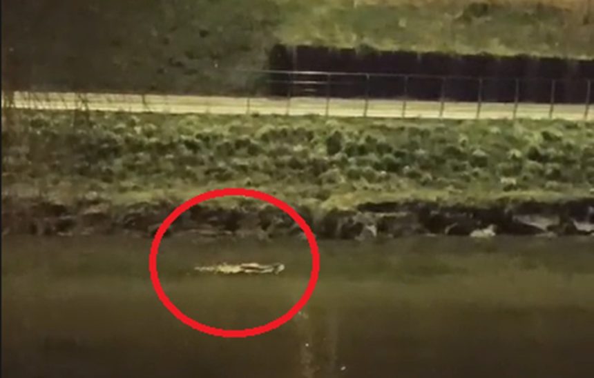 Imagini surprinzatoare la Sibiu un castor mare inoata linistit in plina iarna pe raul Cibin video