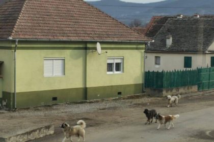 Locuitorii unui sat din judetul Sibiu terorizai de cainii unui vecin Au atacat un copil de 2 ani