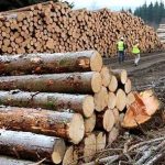 Lupta fara compromis impotriva mafiei lemnului in Sibiu mii de metri cubi confiscati in 2025