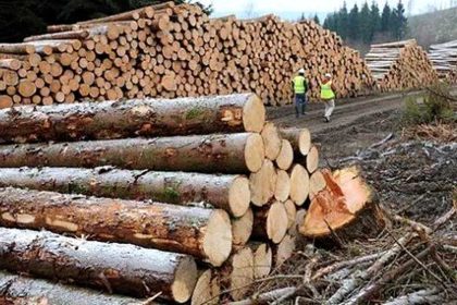 Lupta fara compromis impotriva mafiei lemnului in Sibiu mii de metri cubi confiscati in 2025