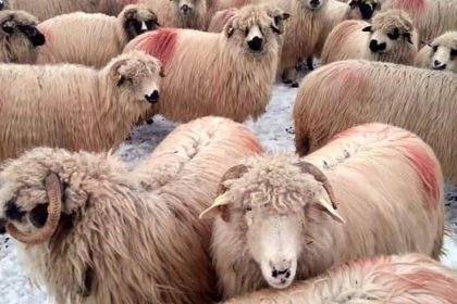 Oi furate din zona rurala Miercurea Sibiului autorii doi adolescenti din Dobarca