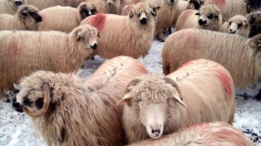 Oi furate din zona rurala Miercurea Sibiului autorii doi adolescenti din Dobarca