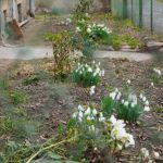 Primii ghiocei au aparut in mai multe zone din Sibiu Biolog Este un fenomen normal video foto