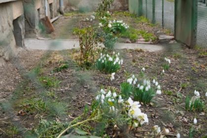 Primii ghiocei au aparut in mai multe zone din Sibiu Biolog Este un fenomen normal video foto