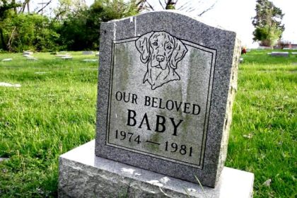 Primul cimitir de animale din Sibiu ia forma Primaria a solicitat acordul de mediu