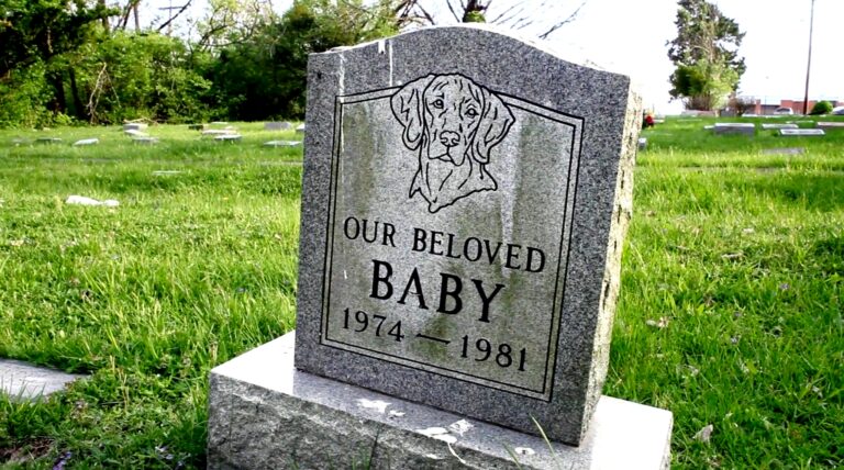Primul cimitir de animale din Sibiu ia forma Primaria a solicitat acordul de mediu