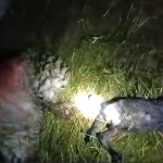 Scandal intre doi ciobani din Sibiu dupa vanzarea a 10 oi gestante Le am cumparat si am fost pacaliti video