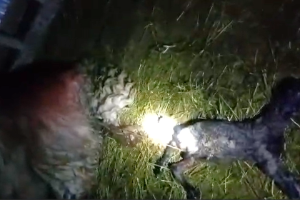 Scandal intre doi ciobani din Sibiu dupa vanzarea a 10 oi gestante Le am cumparat si am fost pacaliti video