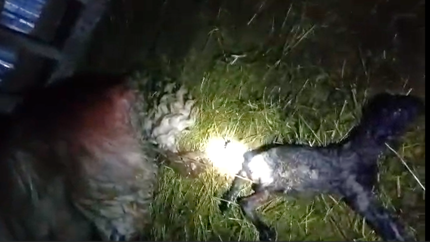 Scandal intre doi ciobani din Sibiu dupa vanzarea a 10 oi gestante Le am cumparat si am fost pacaliti video