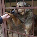 Sibianca Andreea Roseti pe baricade in Parlament oprirea eutanasierii cainilor fara stapan si reconasterea animalelor ca fiine