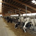 Subventiile pentru pasunatul bovinelor se vor modifica din 2026 Ministerul Agriculturii ofera clarificari