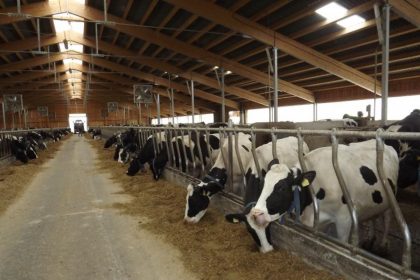 Subventiile pentru pasunatul bovinelor se vor modifica din 2026 Ministerul Agriculturii ofera clarificari