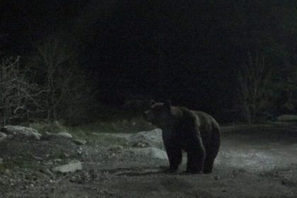 Urs observat in Selimbar s a emis mesaj RO ALERT