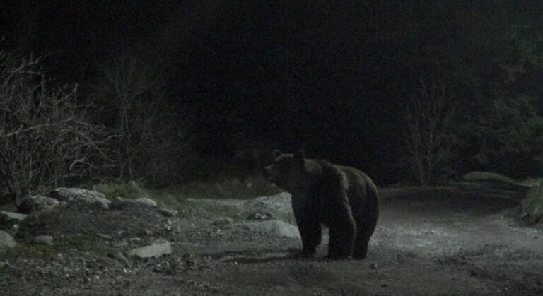 Urs observat in Selimbar s a emis mesaj RO ALERT