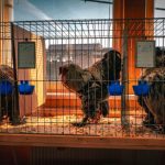 Vineri incepe la Sibiu expozitia anuala de pasari si animale de talie mica programul detalizat