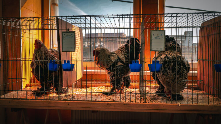 Vineri incepe la Sibiu expozitia anuala de pasari si animale de talie mica programul detalizat