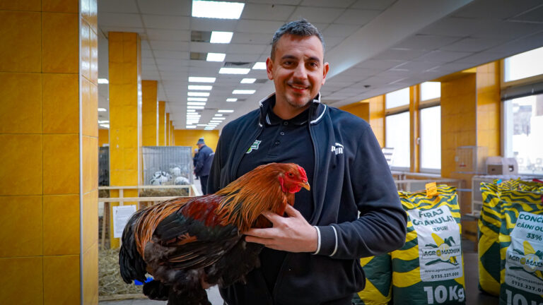 Weekendul plin la Sibiu expozitie de gaini petreceri de Valentines spectacole si meci interesant pe Municipal