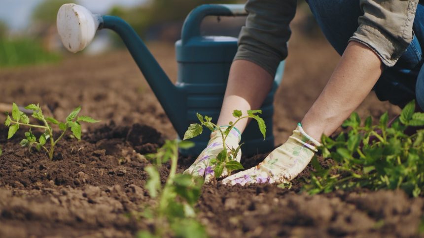 cum sa obtii rasaduri sanatoase inca din etapa de samanta utilizand tratamente bio