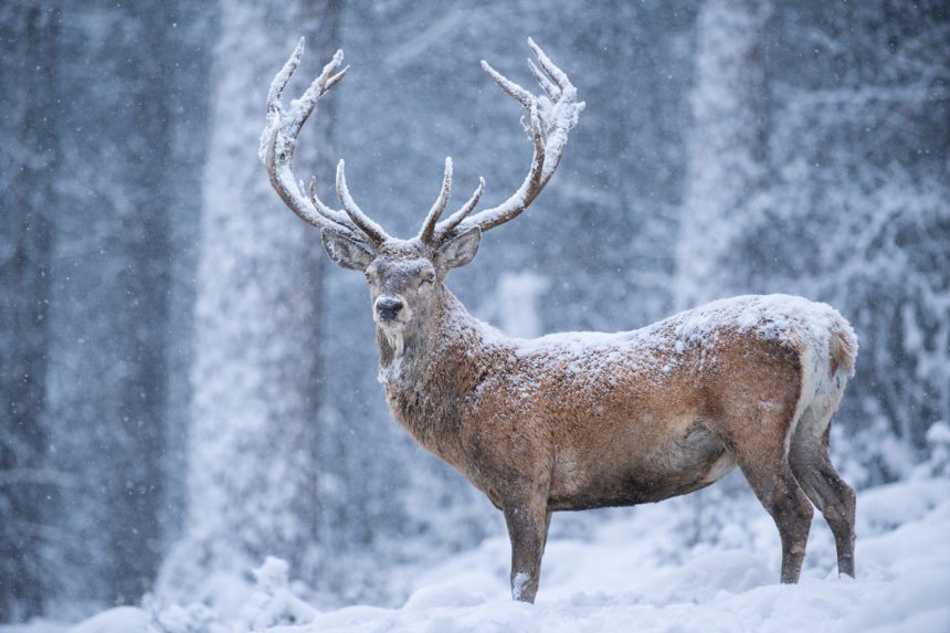 fenomen spectaculos in padurile sibiului a inceput sezonul cornelor desprinse la cerbi ce trebuie sa faceti daca le intalniti