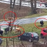 imaginea zilei cireada de vaci s a intors in parcul sub arini