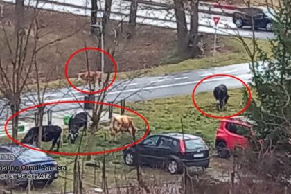 imaginea zilei cireada de vaci s a intors in parcul sub arini