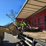 48 de arbori spectaculosi plantati pe strada Theodor Aman de a lungul noii piste de biciclete