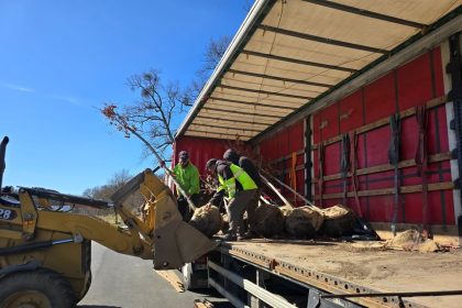 48 de arbori spectaculosi plantati pe strada Theodor Aman de a lungul noii piste de biciclete