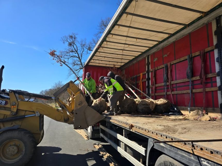48 de arbori spectaculosi plantati pe strada Theodor Aman de a lungul noii piste de biciclete