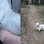 Capusele s au intors in doua dintre cele mai populare zone ale Sibiului cainii sunt primele victime dar si oamenii nu au scapat