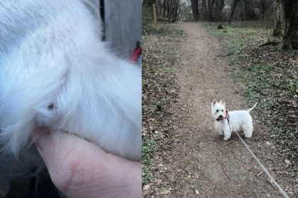 Capusele s au intors in doua dintre cele mai populare zone ale Sibiului cainii sunt primele victime dar si oamenii nu au scapat