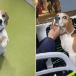 Catel Beagle gasit dintr un autobuz Tursib la Sibiu stapanii sunt rugati sa vina sa l recupereze foto