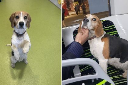 Catel Beagle gasit dintr un autobuz Tursib la Sibiu stapanii sunt rugati sa vina sa l recupereze foto