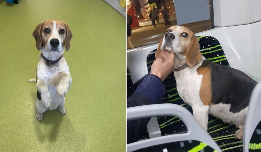 Catel Beagle gasit dintr un autobuz Tursib la Sibiu stapanii sunt rugati sa vina sa l recupereze foto