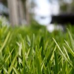 Cum sa alegi fertilizantul ideal pentru gazon si ce produse sunt recomandate in 2026 pentru un spatiu verde sanatos