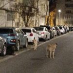 Fenomenul cainilor abandonati creste la Sibiu haita numerosa observata pe strada Mihai Viteazu foto