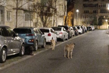 Fenomenul cainilor abandonati creste la Sibiu haita numerosa observata pe strada Mihai Viteazu foto
