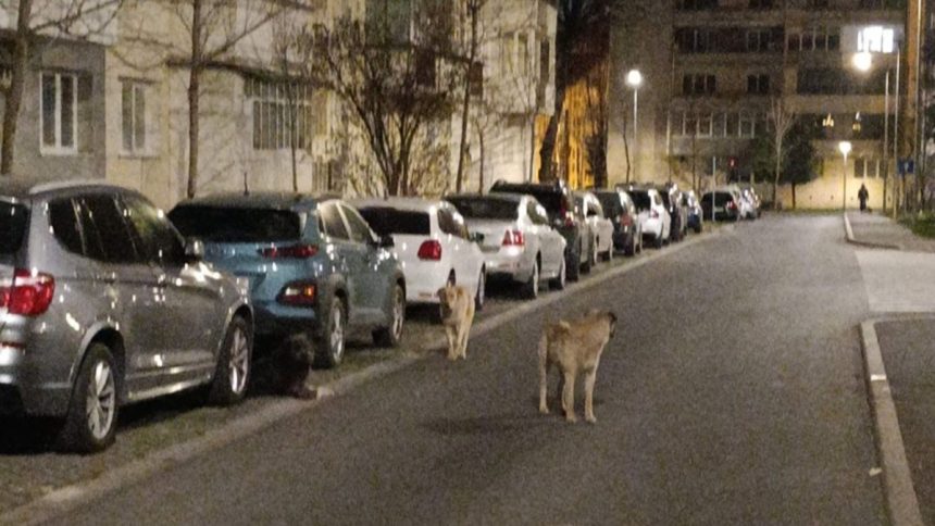 Fenomenul cainilor abandonati creste la Sibiu haita numerosa observata pe strada Mihai Viteazu foto